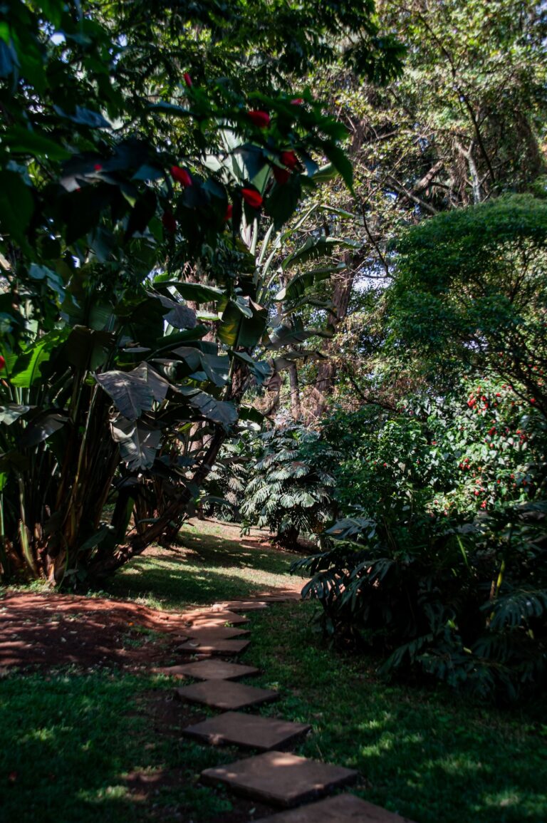 jungle
